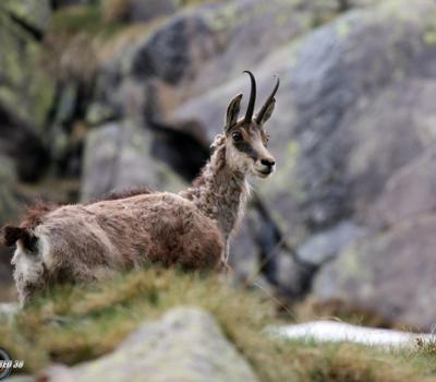 Chamois Mercantour