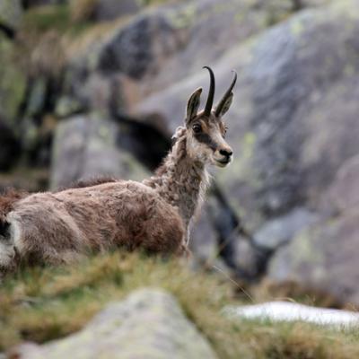 Chamois Mercantour
