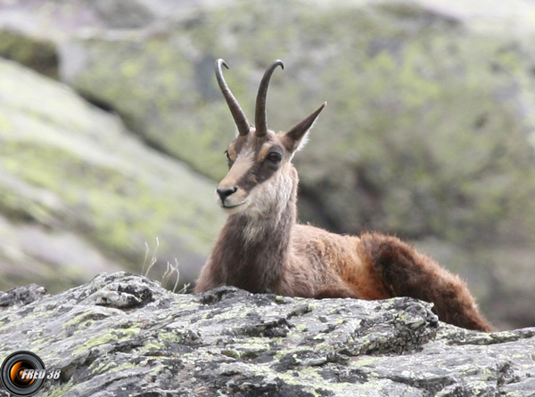 Chamois Mercantour