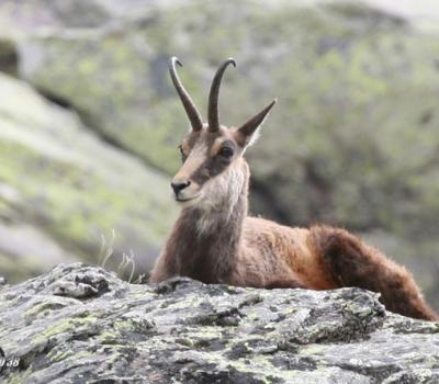 Chamois Mercantour