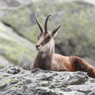Chamois Mercantour
