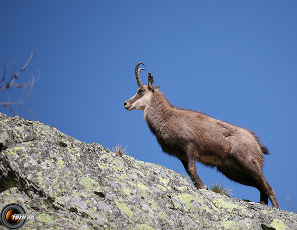 Chamois Mercantour