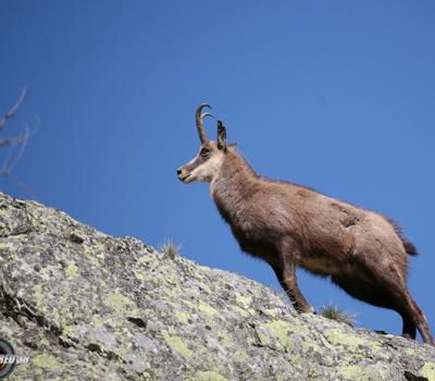 Chamois Mercantour