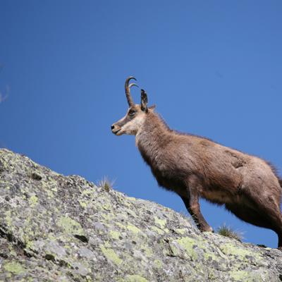 Chamois Mercantour