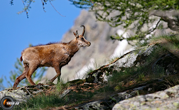 Chamois Mercantour