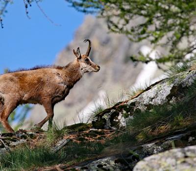 Chamois Mercantour