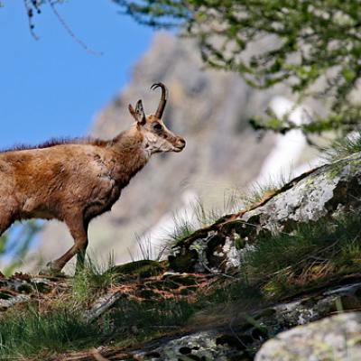 Chamois Mercantour