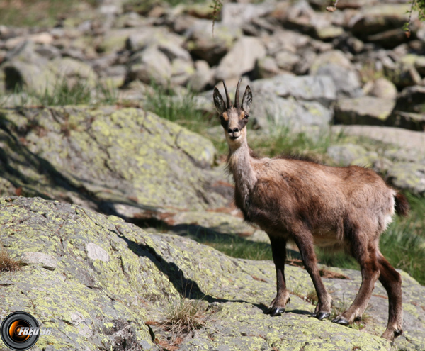 Chamois Mercantour