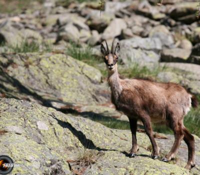 Chamois Mercantour