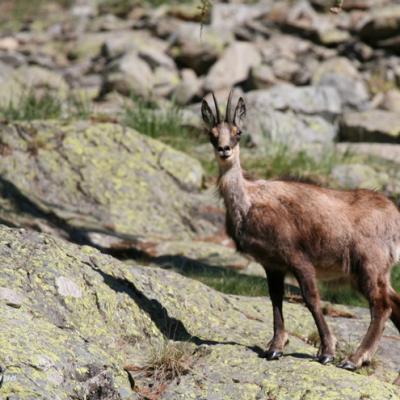 Chamois Mercantour