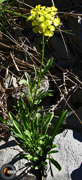 Vélar provençal_Matheysine