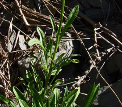 Vélar provençal_Matheysine