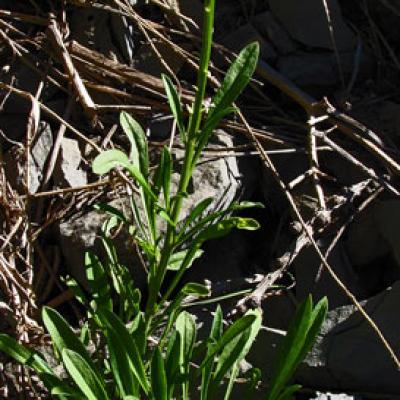 Vélar provençal_Matheysine