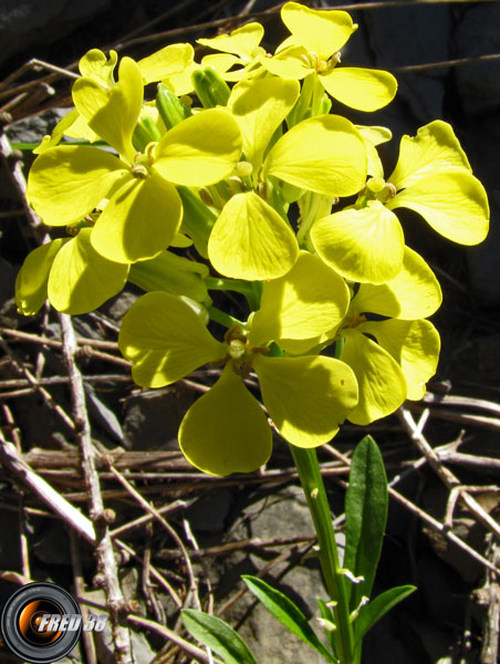 Vélar provençal2_Matheysine