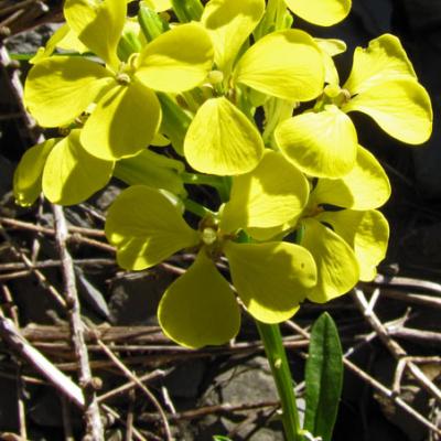Vélar provençal2_Matheysine