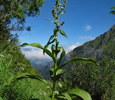 Vératre de Lobel_Belledonne