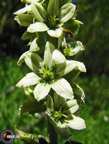 Vératre de Lobel2_Belledonne