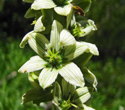 Vératre de Lobel2_Belledonne