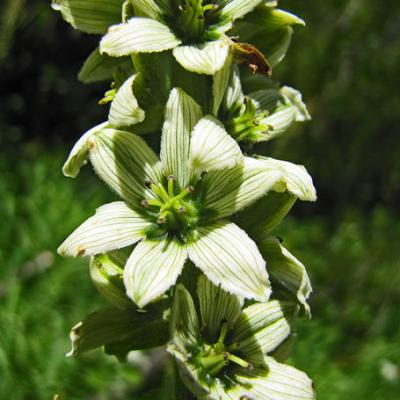 Vératre de Lobel2_Belledonne