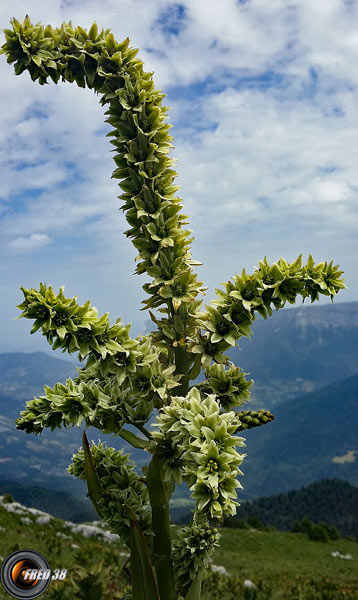 Vératre de Lobel3_Chartreuse