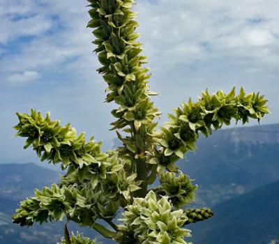 Vératre de Lobel3_Chartreuse