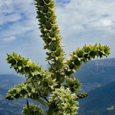 Vératre de Lobel3_Chartreuse