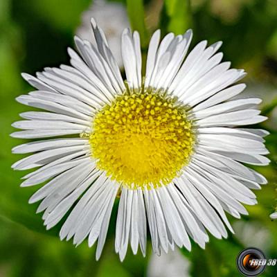 Vergerette-annuelle2_Dauphiné