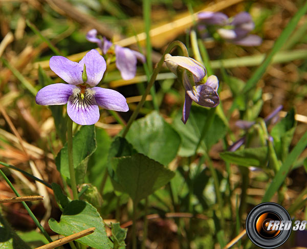 Violette de Thomas_Belledonne