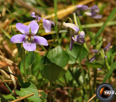 Violette de Thomas_Belledonne