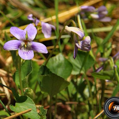 Violette de Thomas_Belledonne
