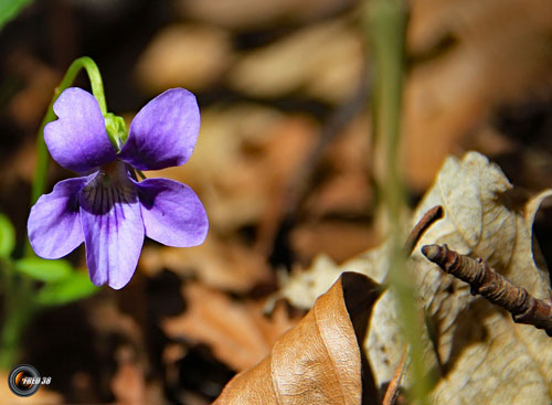 Violette des montagnes_Vercors