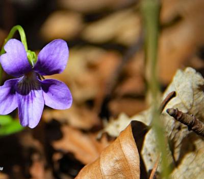 Violette des montagnes_Vercors