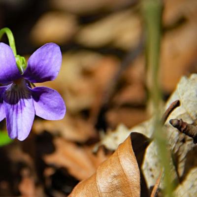 Violette des montagnes_Vercors