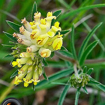 Vulneraire_Chartreuse