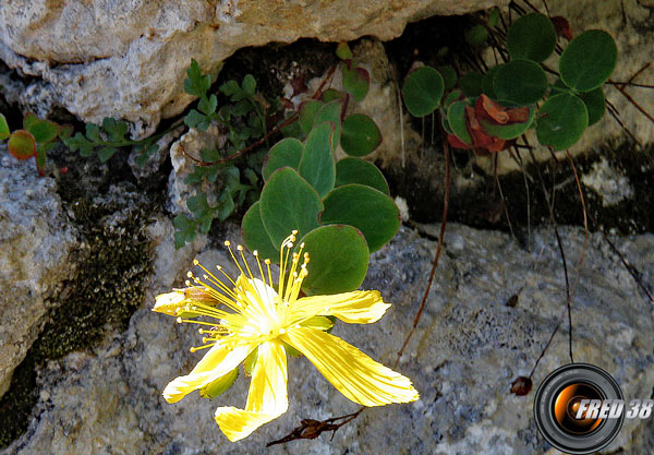 Vulnéraire des Chartreux_Chartreuse