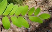 Acacia2