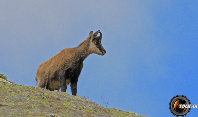 Chamois très présent dans ce secteur.