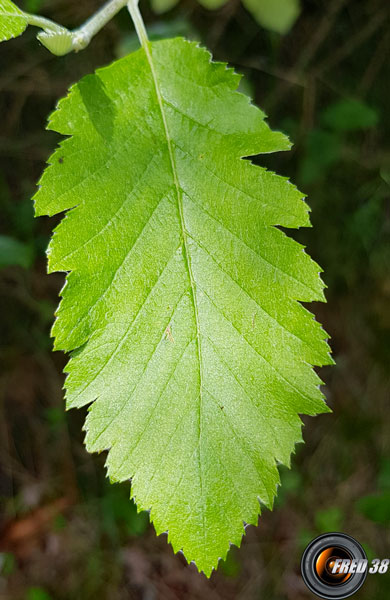 Alisier de mougeot feuilles