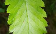 Alisier de mougeot feuilles