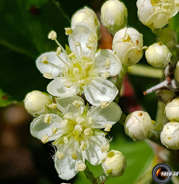 Alisier de mougeot fleurs1