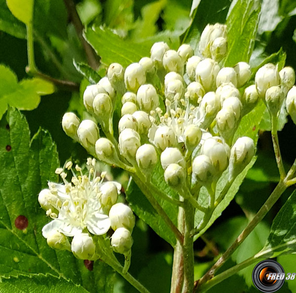 Alisier de mougeot fleurs2