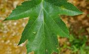 Alisier torminal feuilles
