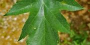 Alisier torminal feuilles