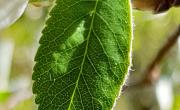 Amelanchier feuilles