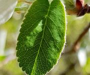 Amelanchier feuilles