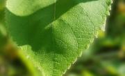 Arbousier feuilles