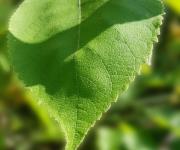 Arbousier feuilles