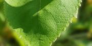 Arbousier feuilles