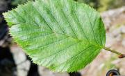Arcosses feuille