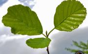 Aulne glutineux feuilles